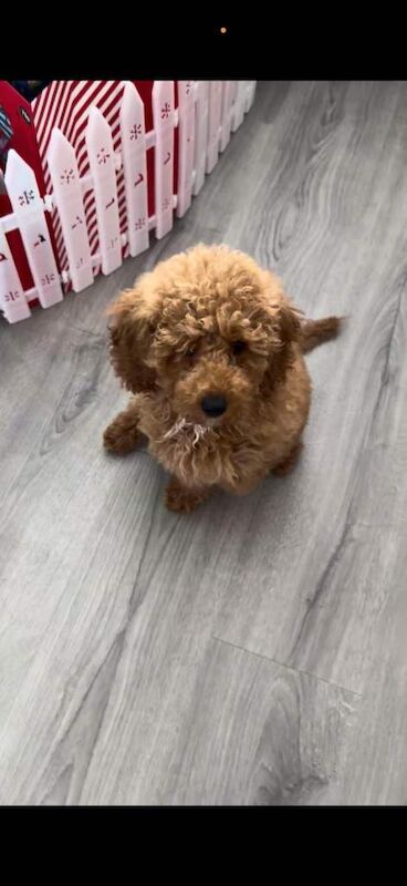 Miniature poodle girl ready to leave now - Image 3 of 3
