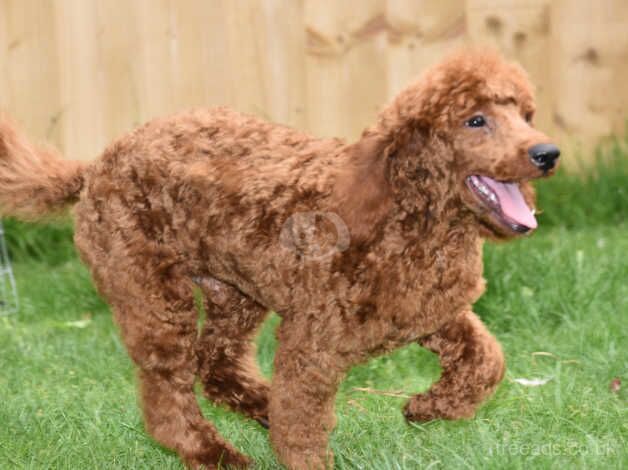 Poodle puppies for sale in Addlethorpe, Lincolnshire – 1 year old - Image 1 of 5