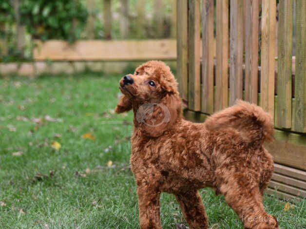 Poodle puppies for sale in Addlethorpe, Lincolnshire – 1 year old - Image 2 of 5