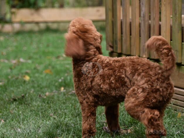 Poodle puppies for sale in Addlethorpe, Lincolnshire – 1 year old - Image 3 of 5