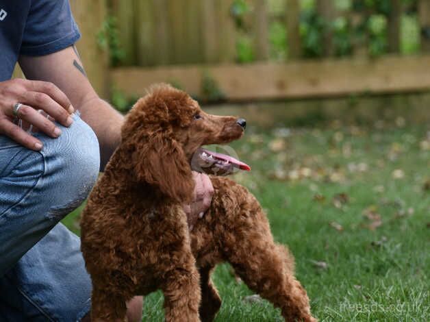 Poodle puppies for sale in Addlethorpe, Lincolnshire – 1 year old - Image 4 of 5