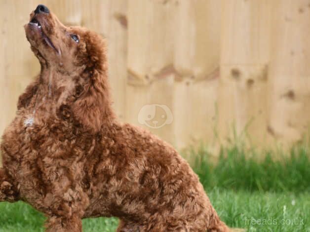 Poodle puppies for sale in Addlethorpe, Lincolnshire – 1 year old - Image 5 of 5