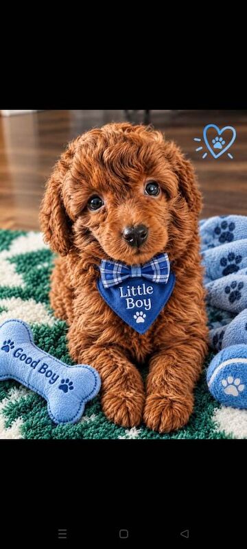 Poodle Puppies For Sale