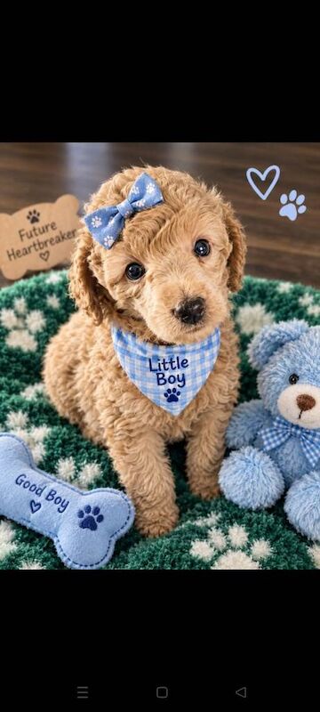 Miniature poodle pedigree - Image 2 of 6