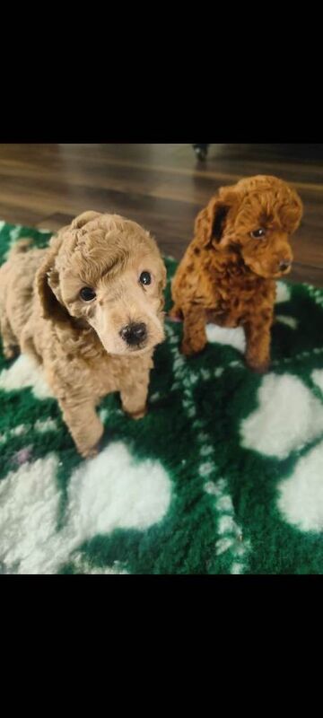 Miniature poodle pedigree - Image 3 of 6