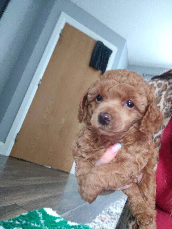 Miniature poodle pedigree - Image 4 of 6