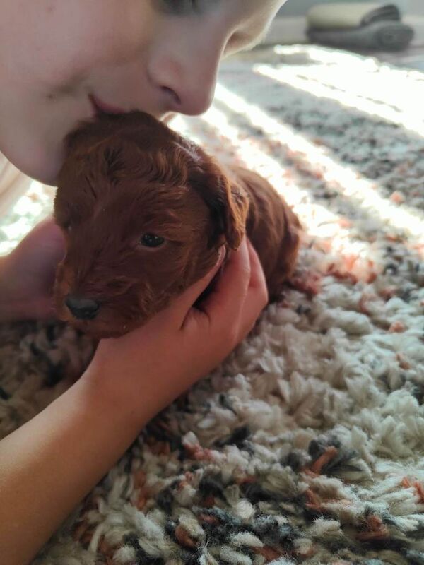 Miniature poodle pedigree - Image 5 of 6