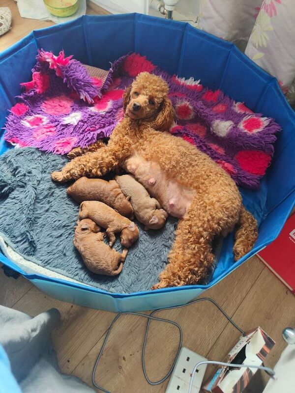 Miniature poodle pedigree - Image 6 of 6
