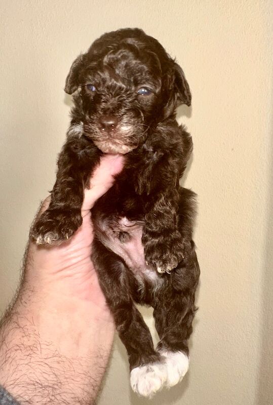Miniature Poodle puppies for sale in Carlisle, Cumbria