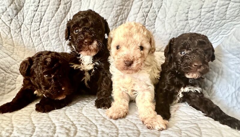 Miniature Poodle puppies for sale in Carlisle, Cumbria