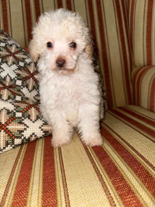 Miniature Poodle puppies for sale in Carlisle, Cumbria