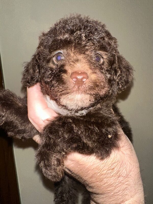 Miniature Poodle puppies for sale in Carlisle, Cumbria | Image 2
