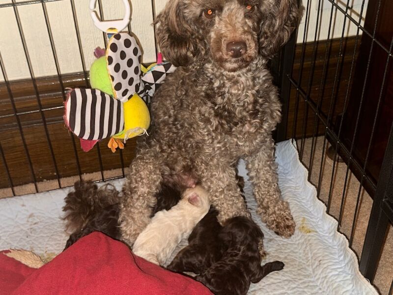 Miniature Poodle puppies for sale in Carlisle, Cumbria | Image 3