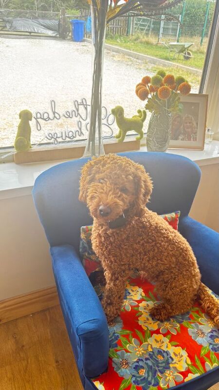 Poodle Puppies For Sale