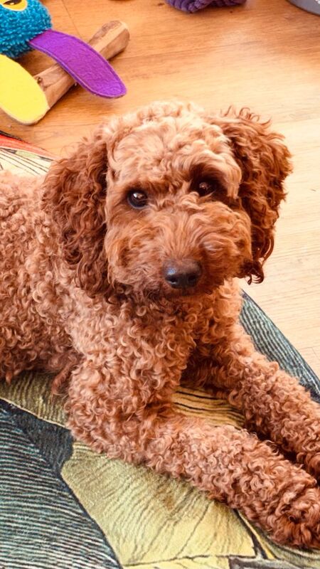 Miniature Poodle Puppies - Image 3 of 3