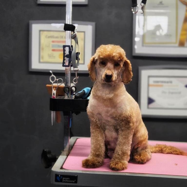 Poodle puppies for sale in Dromore, County Tyrone – 7 weeks old - Image 3 of 5