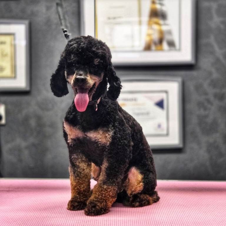 Poodle puppies for sale in Dromore, County Tyrone – 7 weeks old - Image 4 of 5