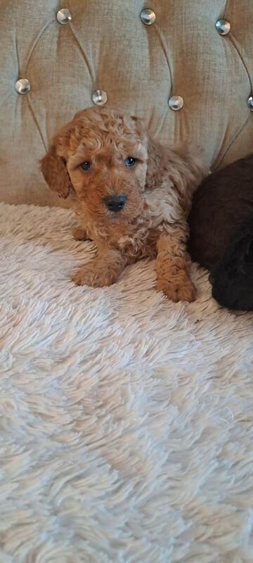 Poodle puppies for sale in Dromore, County Tyrone – 7 weeks old - Image 5 of 5