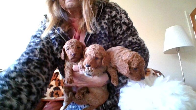 Poodle puppies for sale in Cleckheaton, West Yorkshire – 3 weeks old