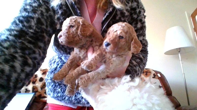 Poodle puppies for sale in Cleckheaton, West Yorkshire – 3 weeks old - Image 2 of 5