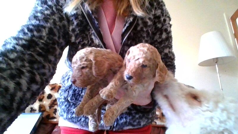 Poodle puppies for sale in Cleckheaton, West Yorkshire – 3 weeks old - Image 3 of 5