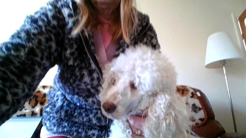 Poodle puppies for sale in Cleckheaton, West Yorkshire – 3 weeks old - Image 4 of 5