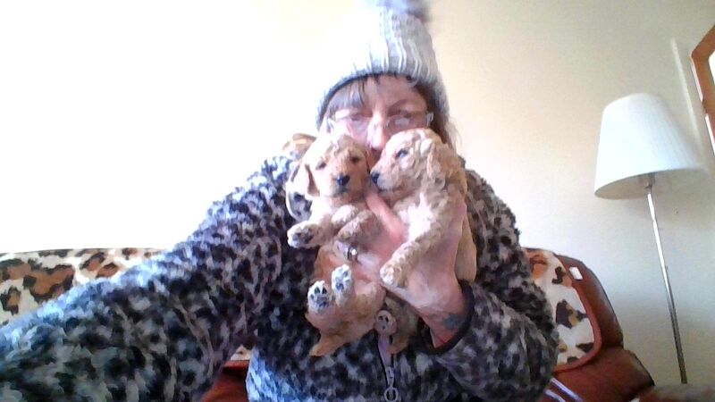 Poodle puppies for sale in Cleckheaton, West Yorkshire – 3 weeks old - Image 5 of 5