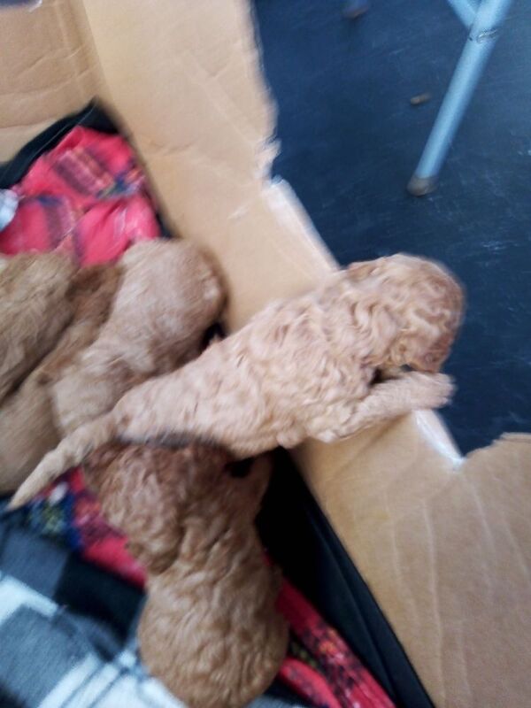 Poodle puppies for sale in Cleckheaton, West Yorkshire – 7 weeks old - Image 7 of 14