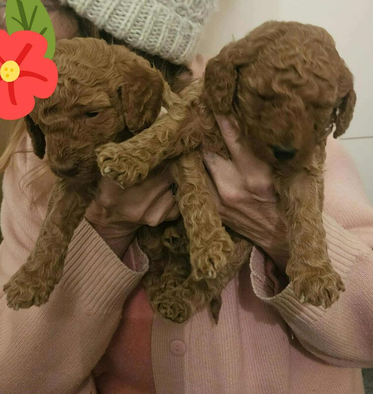 Poodle puppies for sale in Cleckheaton, West Yorkshire – 7 weeks old - Image 8 of 14