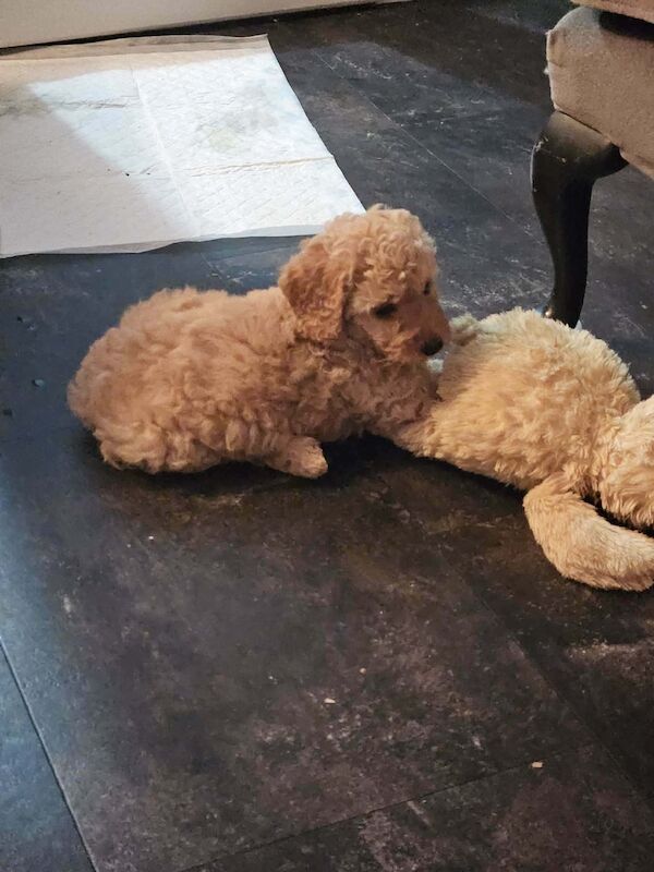 Poodle puppies for sale in Cleckheaton, West Yorkshire – 7 weeks old - Image 10 of 14