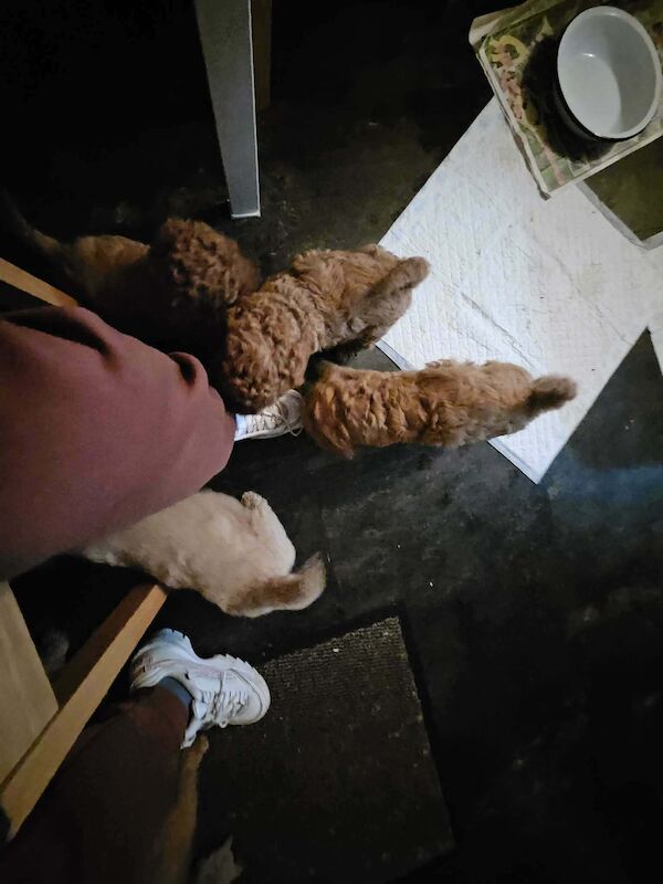 Poodle puppies for sale in Cleckheaton, West Yorkshire – 7 weeks old - Image 11 of 14