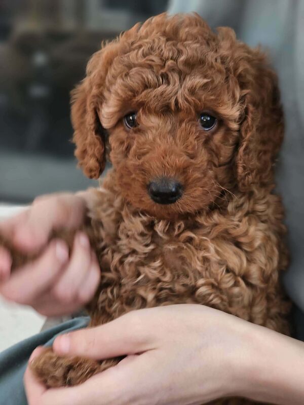 Poodle puppies for sale in Cleckheaton, West Yorkshire – 7 weeks old - Image 12 of 14