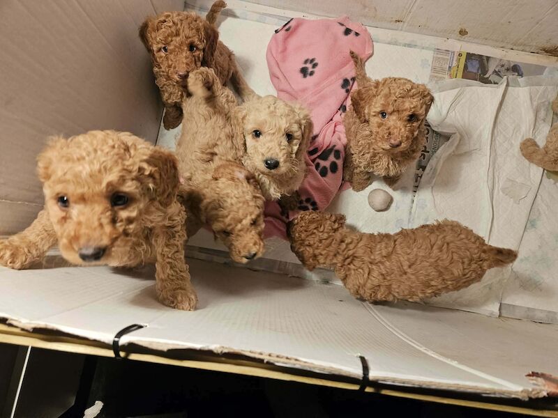 Poodle puppies for sale in Cleckheaton, West Yorkshire – 7 weeks old - Image 13 of 14