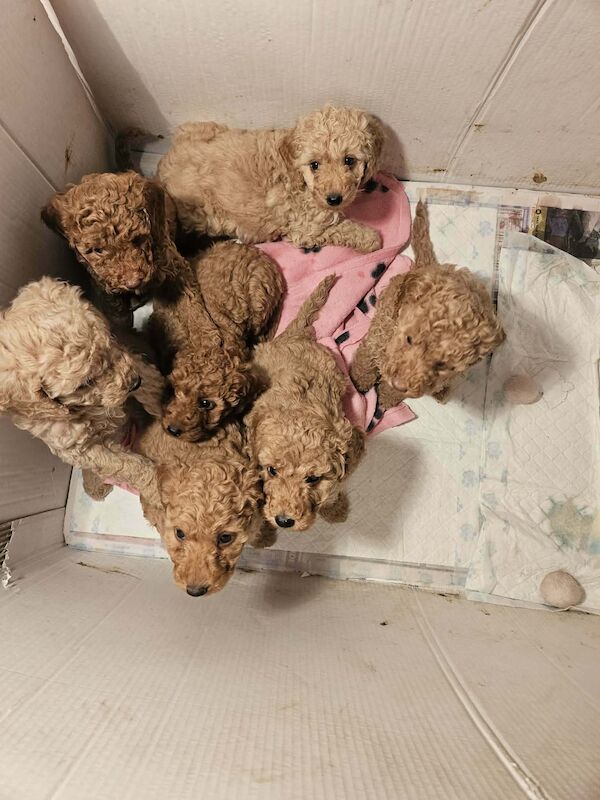 Poodle puppies for sale in Cleckheaton, West Yorkshire – 7 weeks old - Image 14 of 14