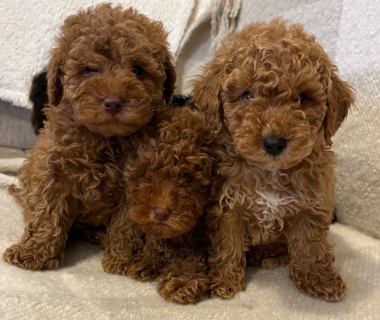 Poodle Puppies For Sale