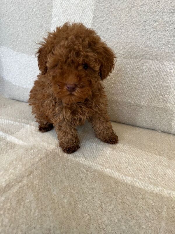 Miniature poodle puppies - Image 2 of 3