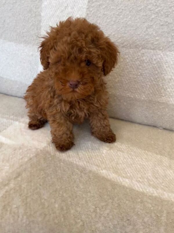 Miniature poodle puppies - Image 3 of 3