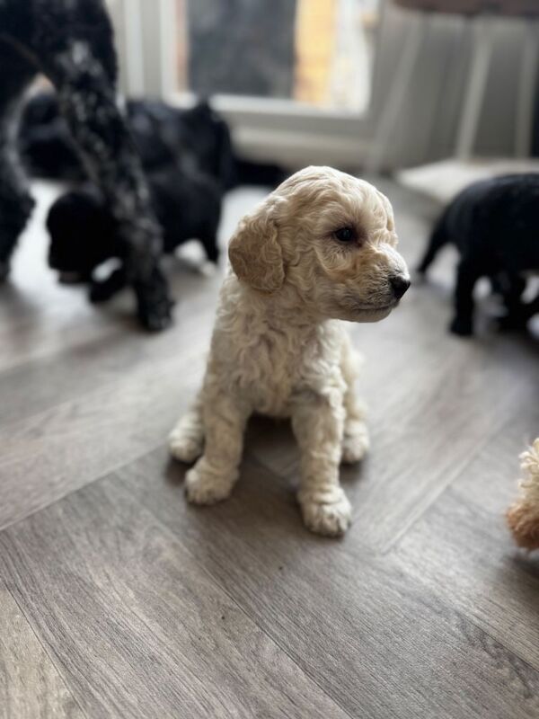 Miniature poodle puppies - Image 2 of 6