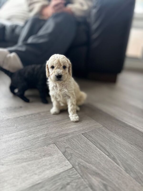 Miniature poodle puppies - Image 3 of 6