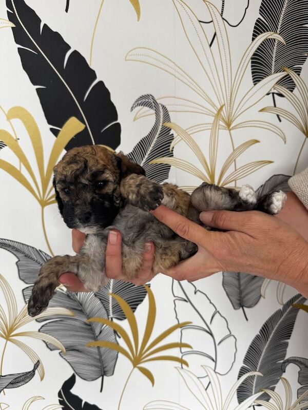 Miniature poodle puppies - Image 4 of 6