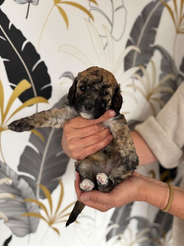 Miniature poodle puppies - Image 5 of 6