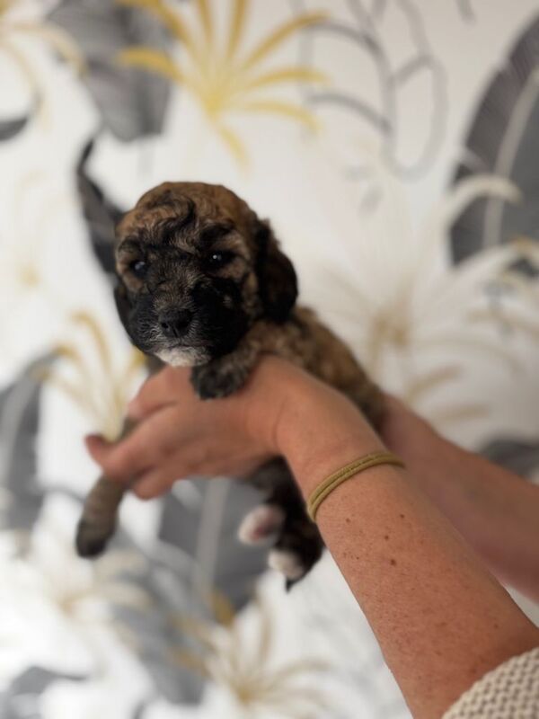 Miniature poodle puppies - Image 6 of 6