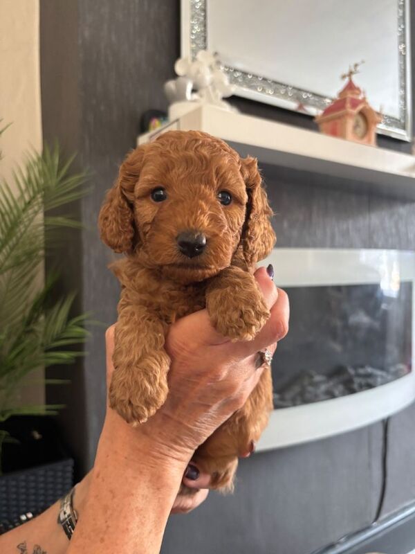 Miniature Poodle puppies