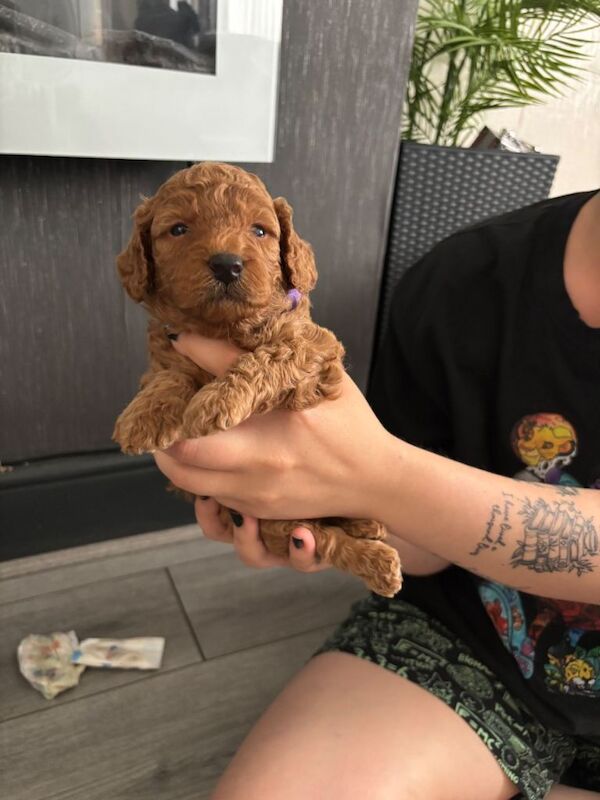 Miniature Poodle puppies - Image 2 of 4