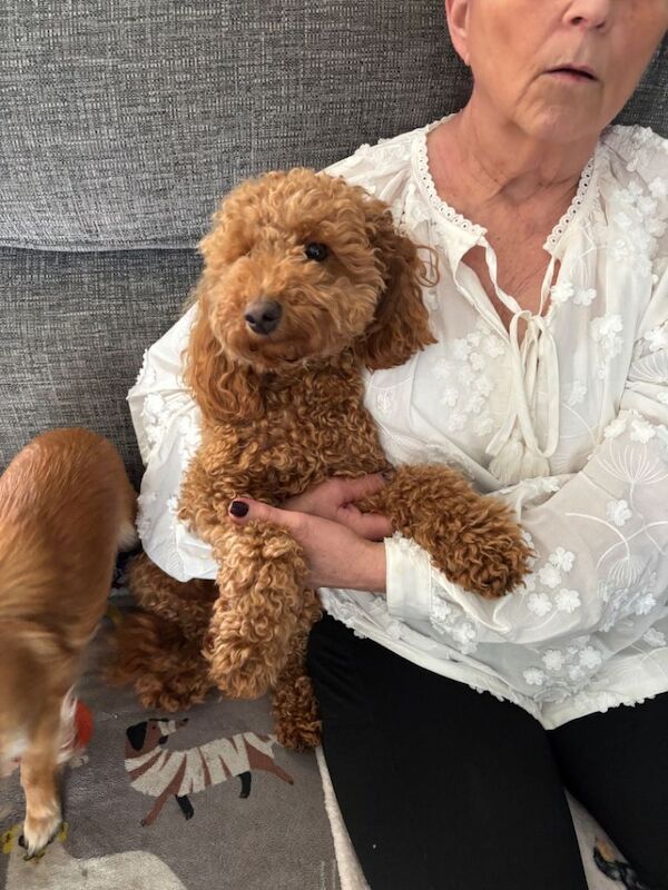 Miniature Poodle puppies - Image 4 of 4