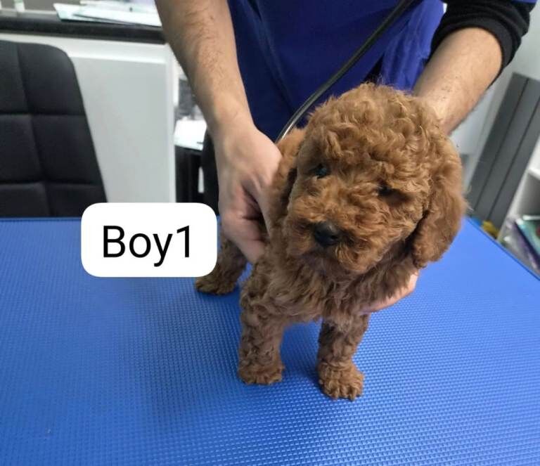 Miniature Poodle puppies