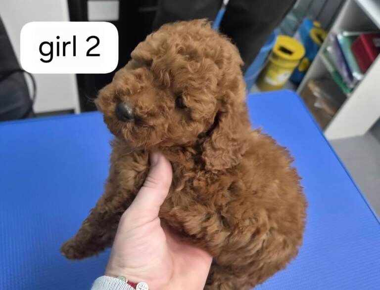 Miniature Poodle puppies - Image 2 of 3