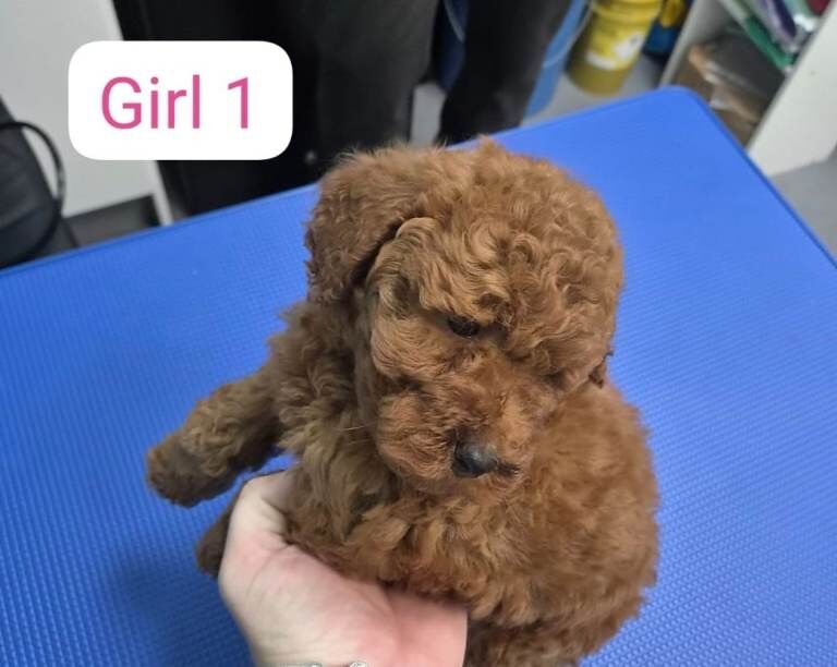 Miniature Poodle puppies - Image 3 of 3