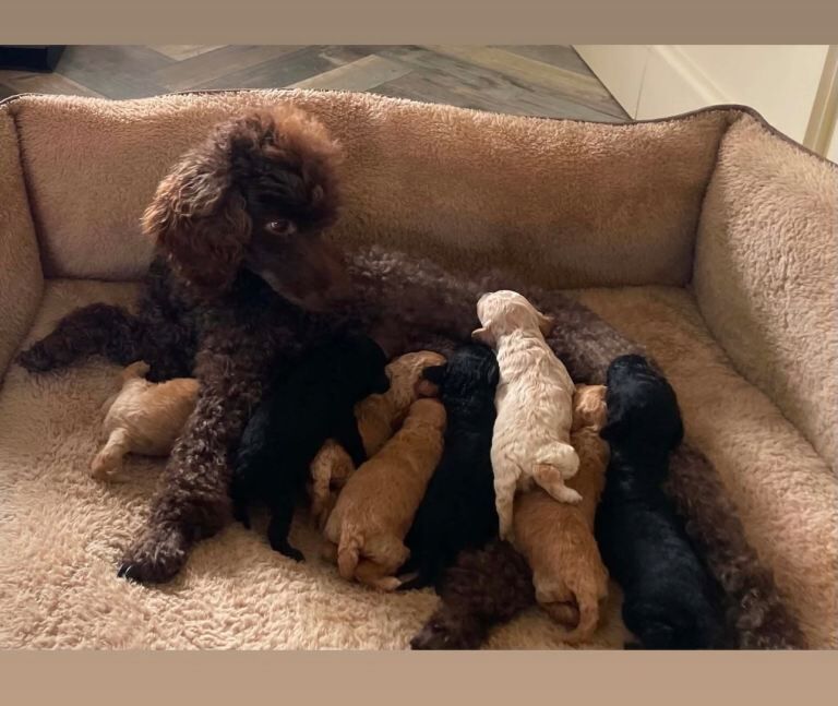 Poodle Puppies For Sale