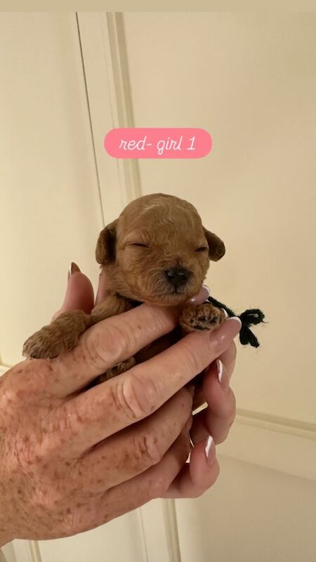 Miniature Poodle Puppies - Image 2 of 4